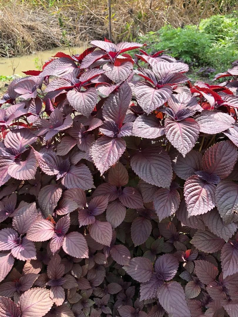 老品种双色苏子紫苏种子小叶紫苏阳台盆栽可留种西瓜秧苗