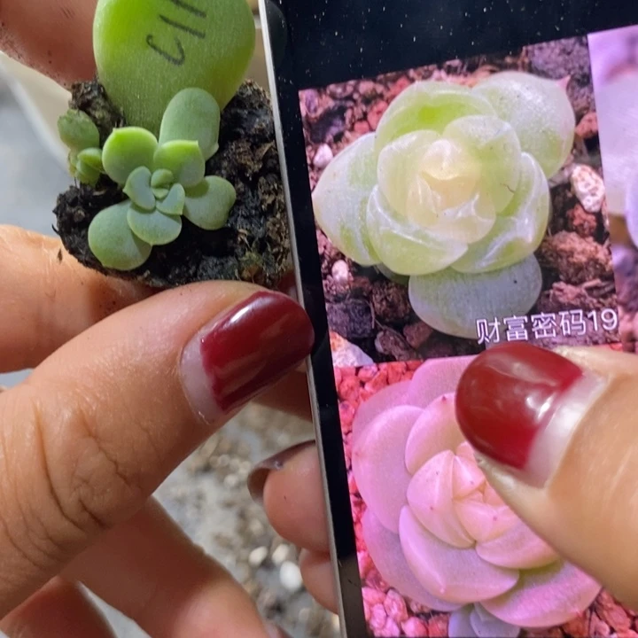 财富19号芽苗一个多肉