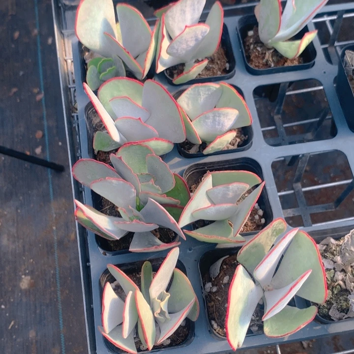 白眉多肉植物带盆土