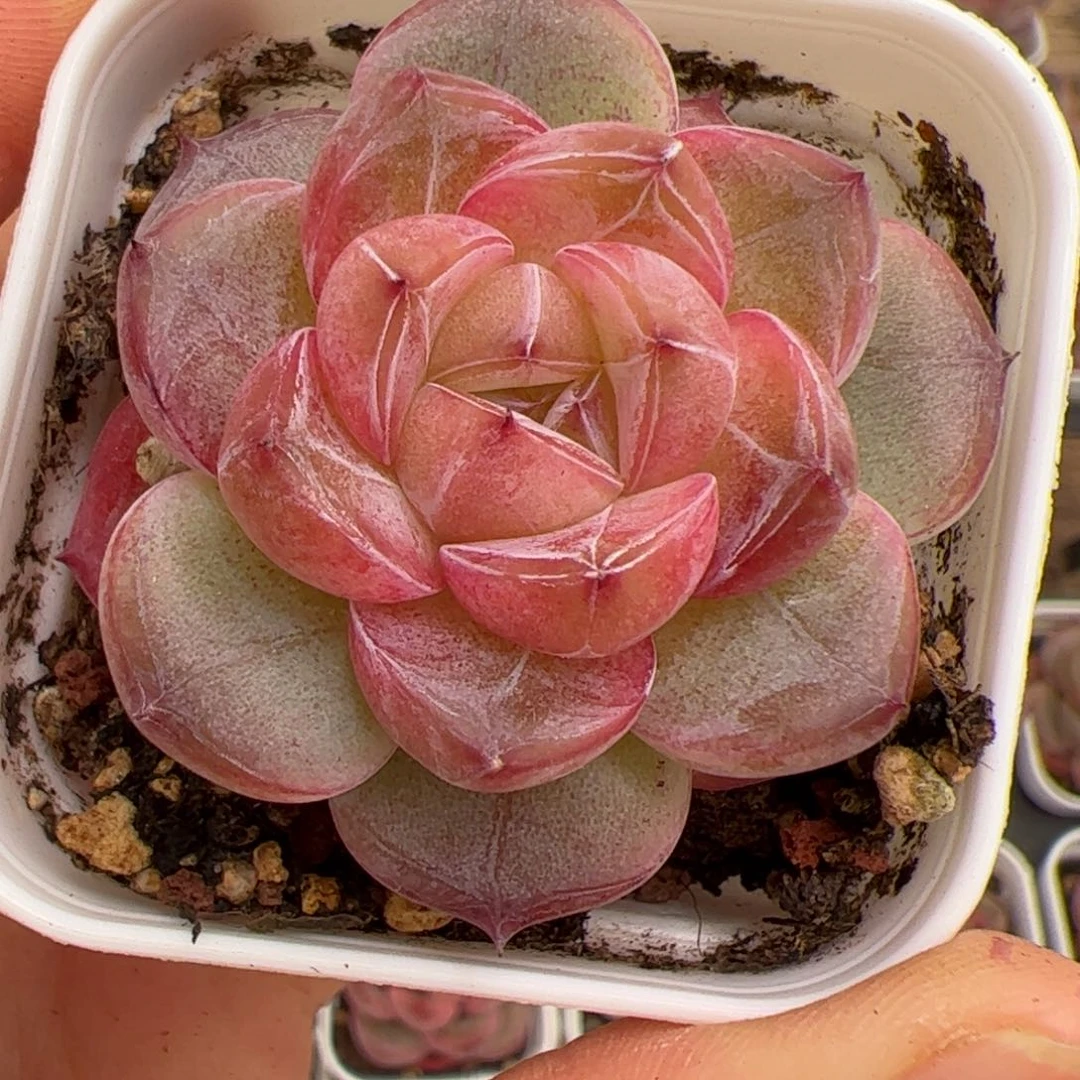 莫***_655 多肉植物组合