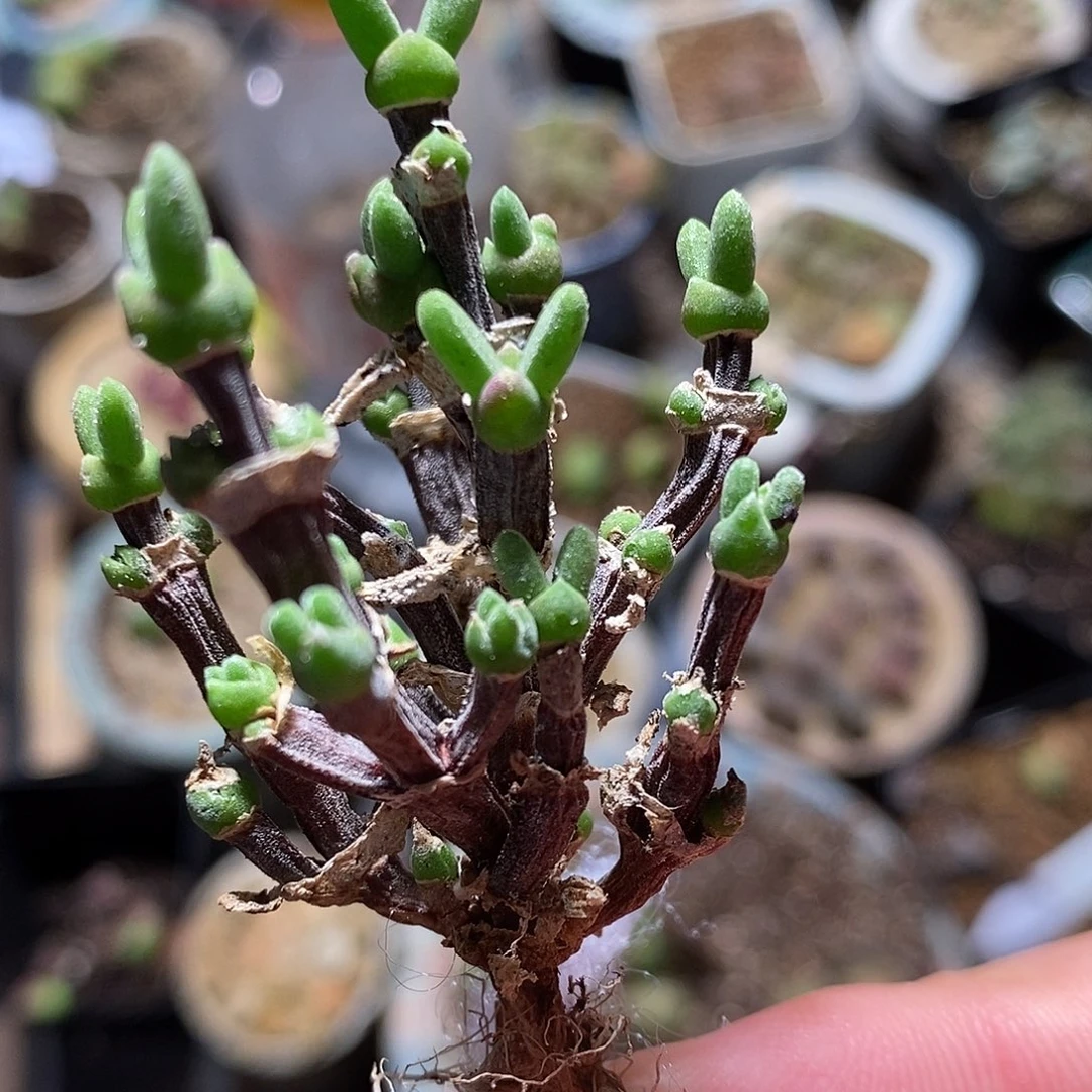 1414老桩兔子一颗。