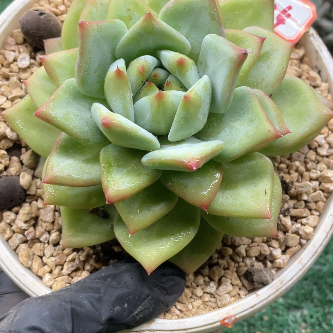 104一物一拍一拍一拍