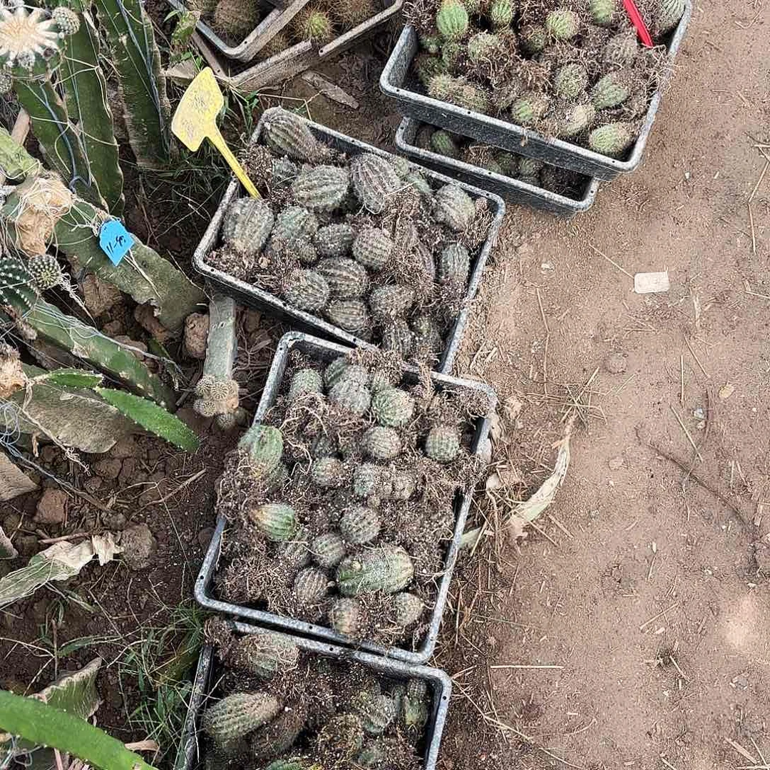 带根10颗瑕疵手仙人球