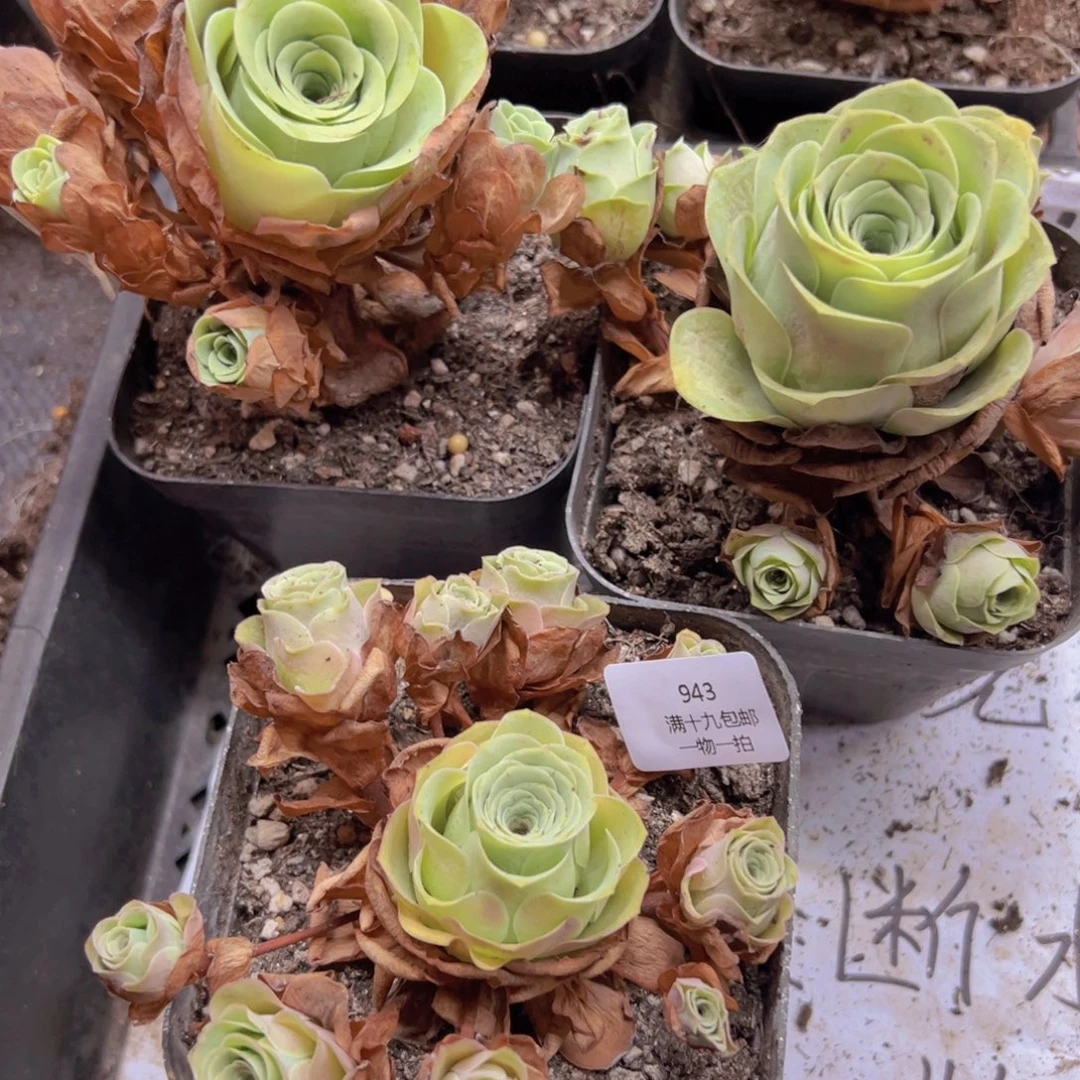 943 侧牙掉了不包损无售后