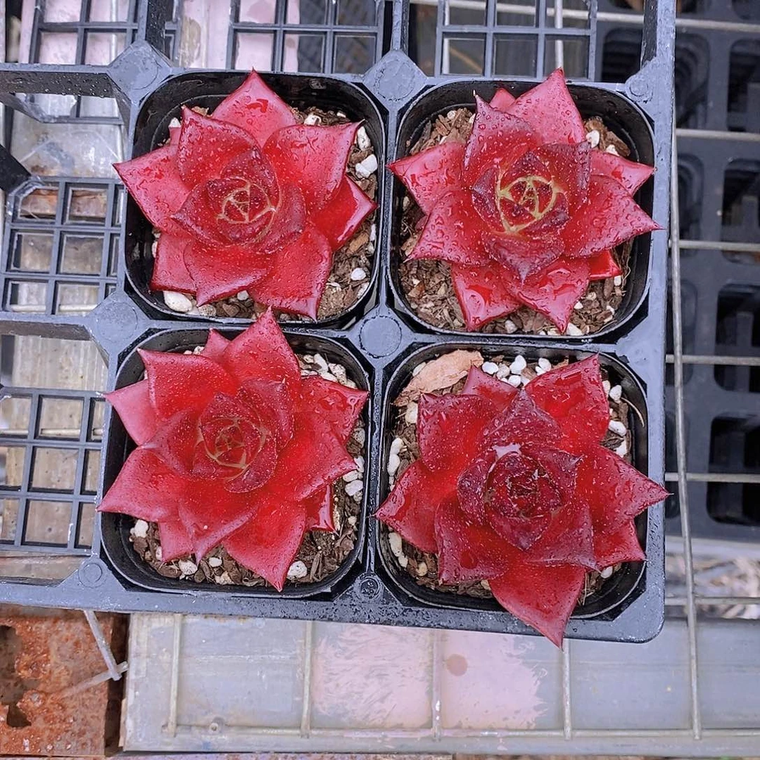 0715-黑方罗宾单头福利一颗量拍