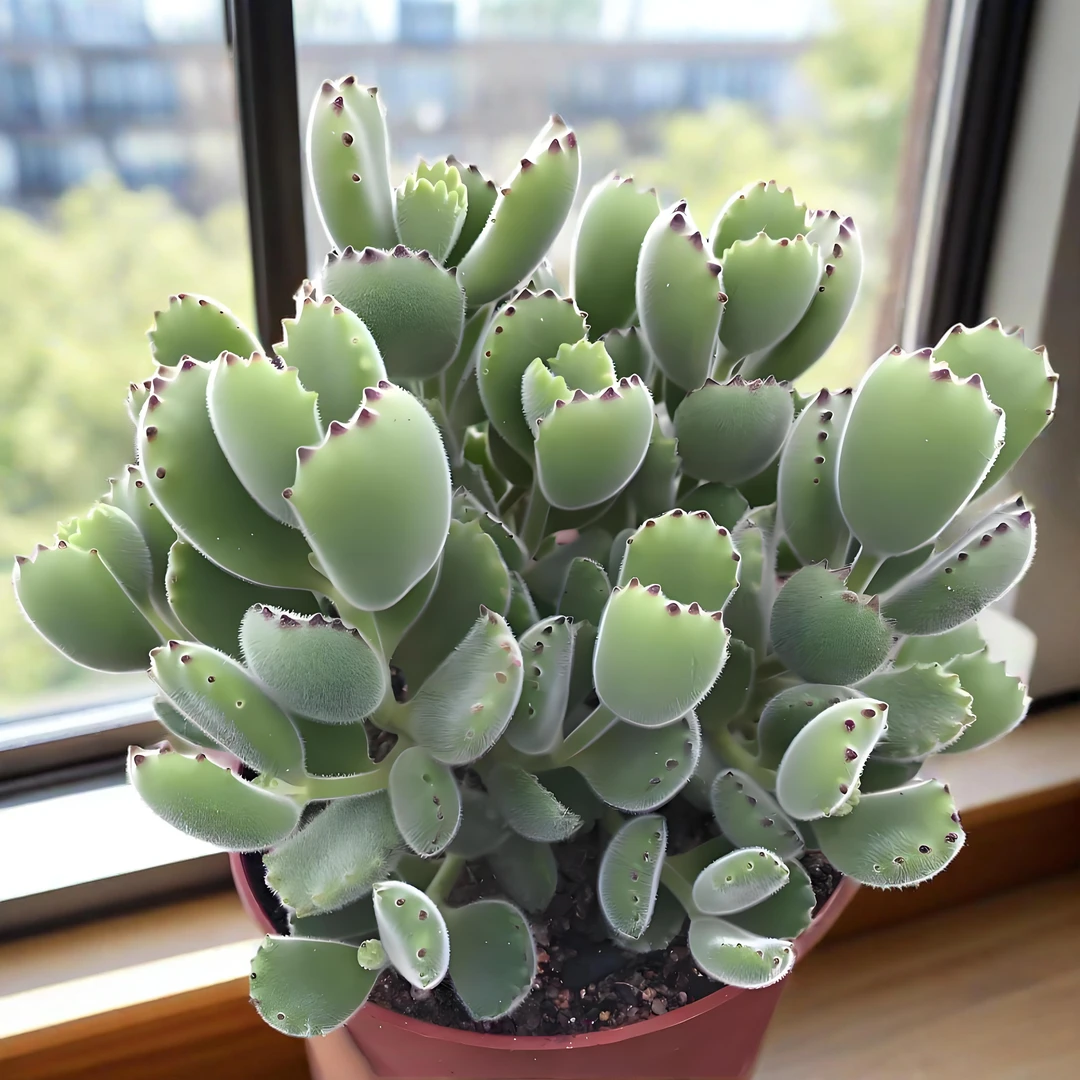 熊童子 多肉植物 鲜花绿植盆栽 易养活 基地源头
