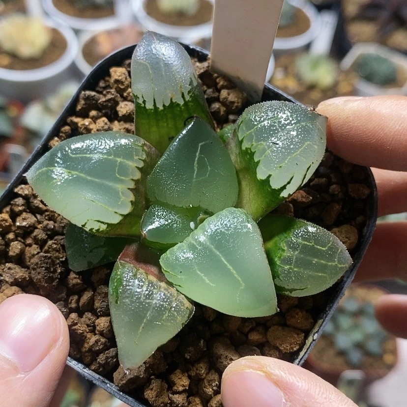 【闪购商品】164新糯阿