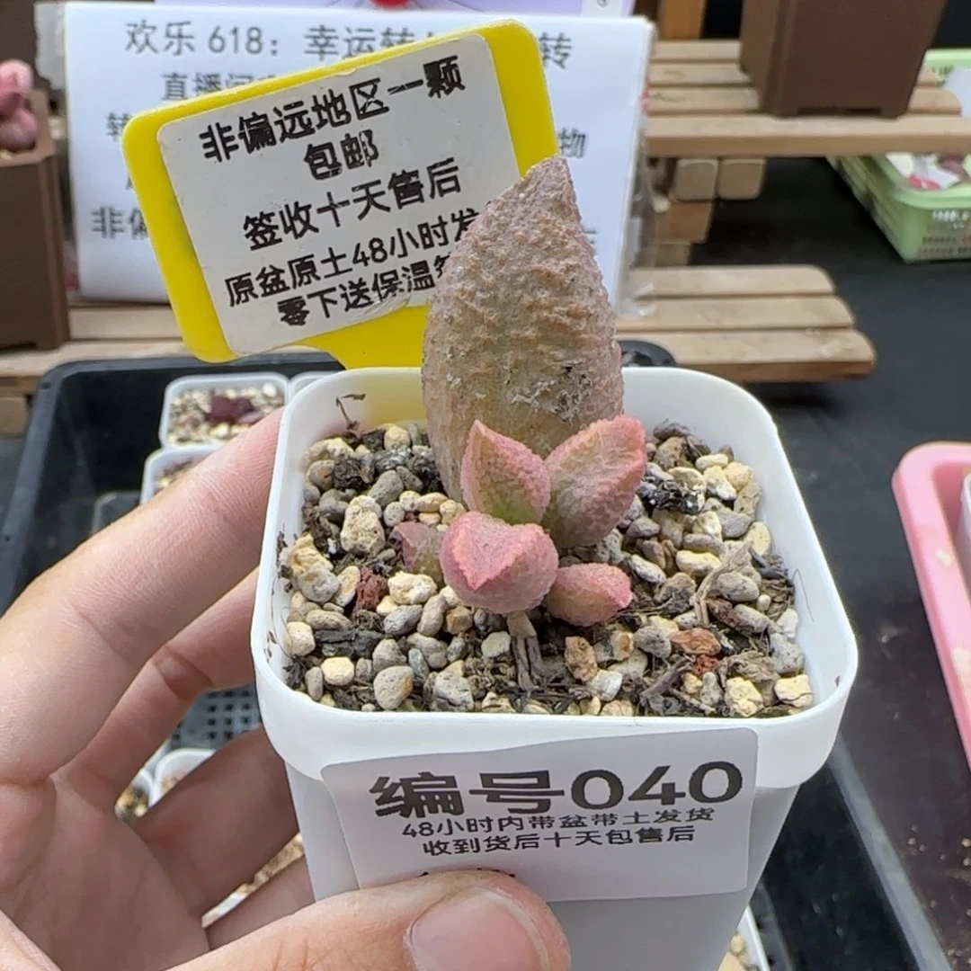 040雪鸟微瑕多肉