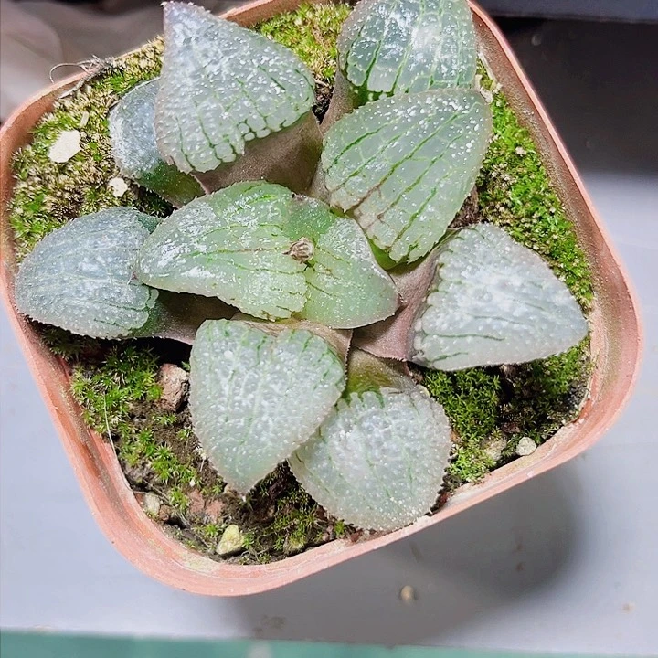 天空之镜多肉植物666666