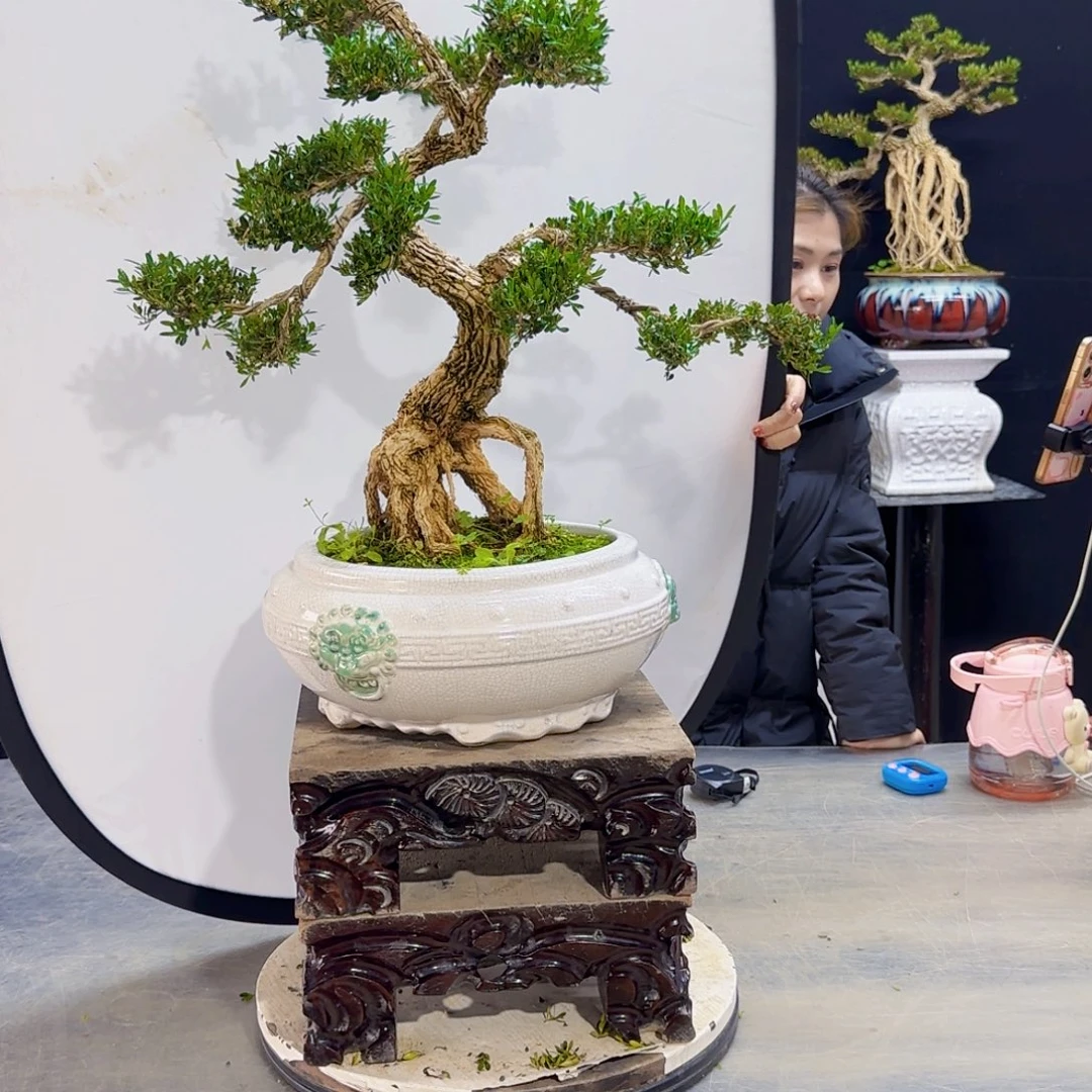 高端黄杨盆景艺术