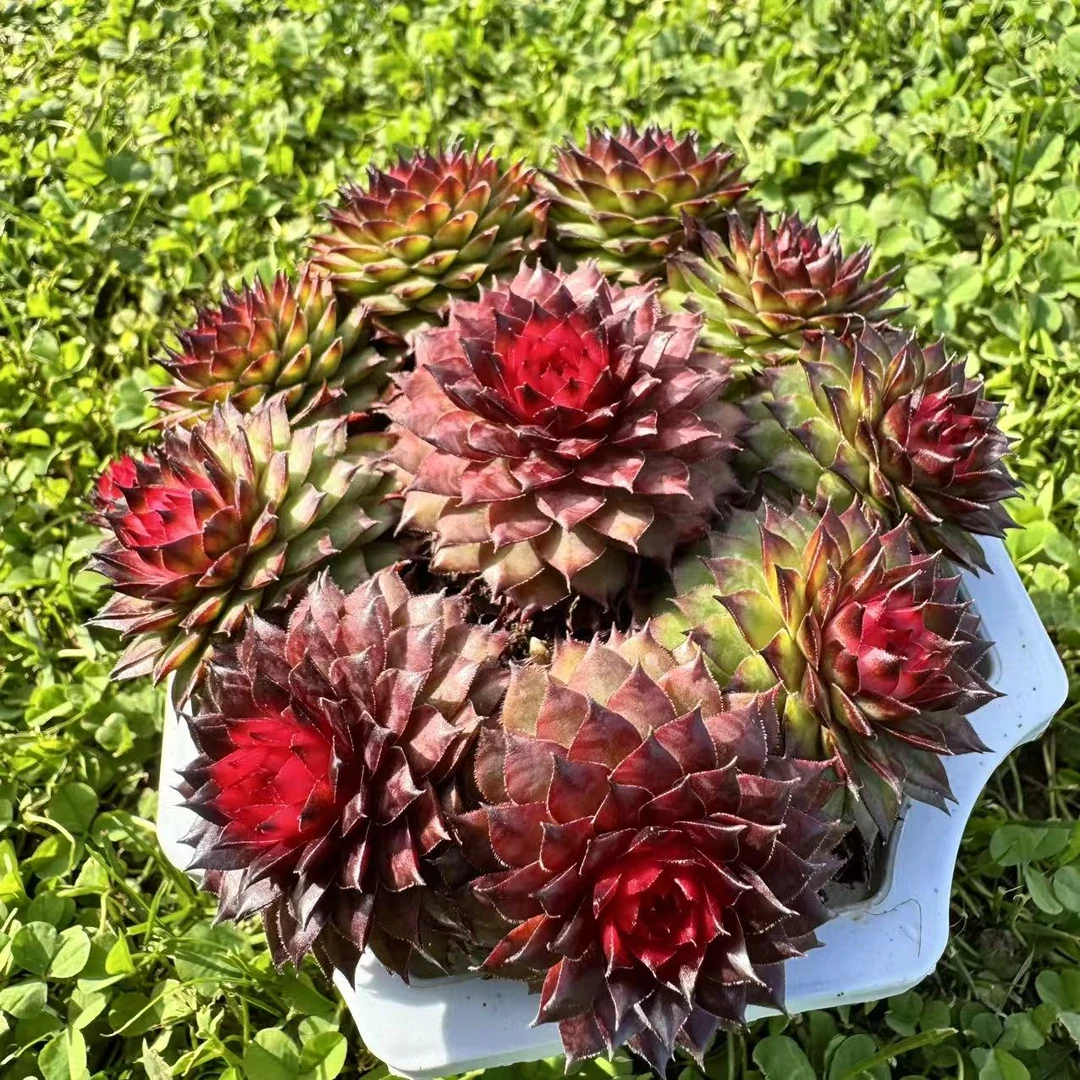 0135-红钻（代盆土发货长生草）-从前慢花园东云系多肉植物