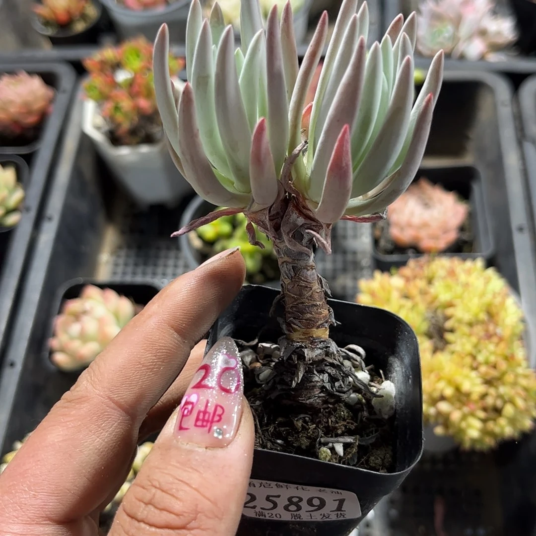 1*25891一物一拍单头发货