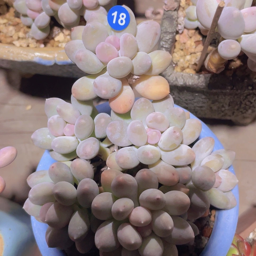 溜溜球 平头多肉植物