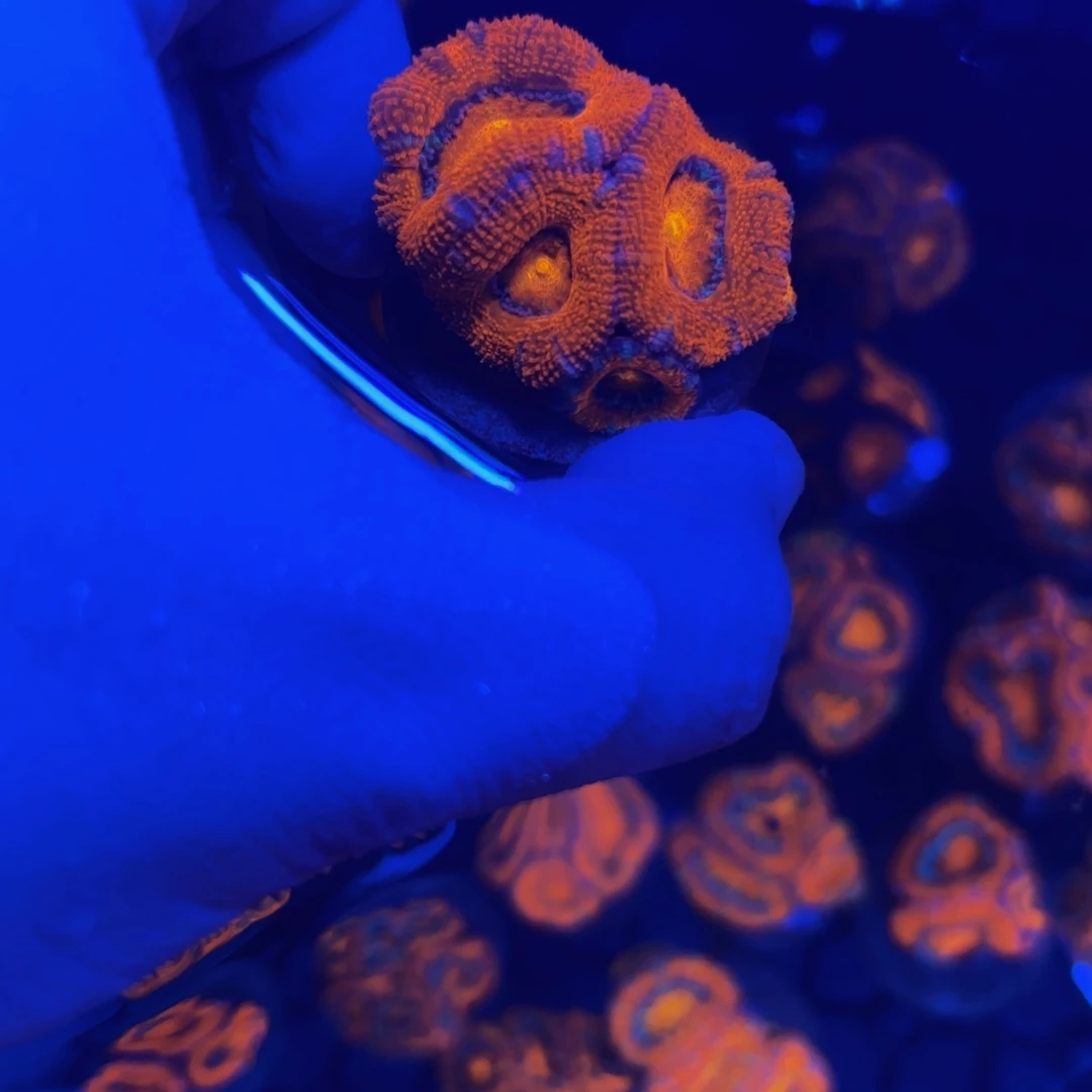 纽扣珊瑚精品糖果脑