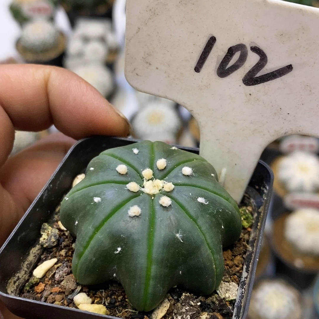 追***士102海星琉璃福利特价咯