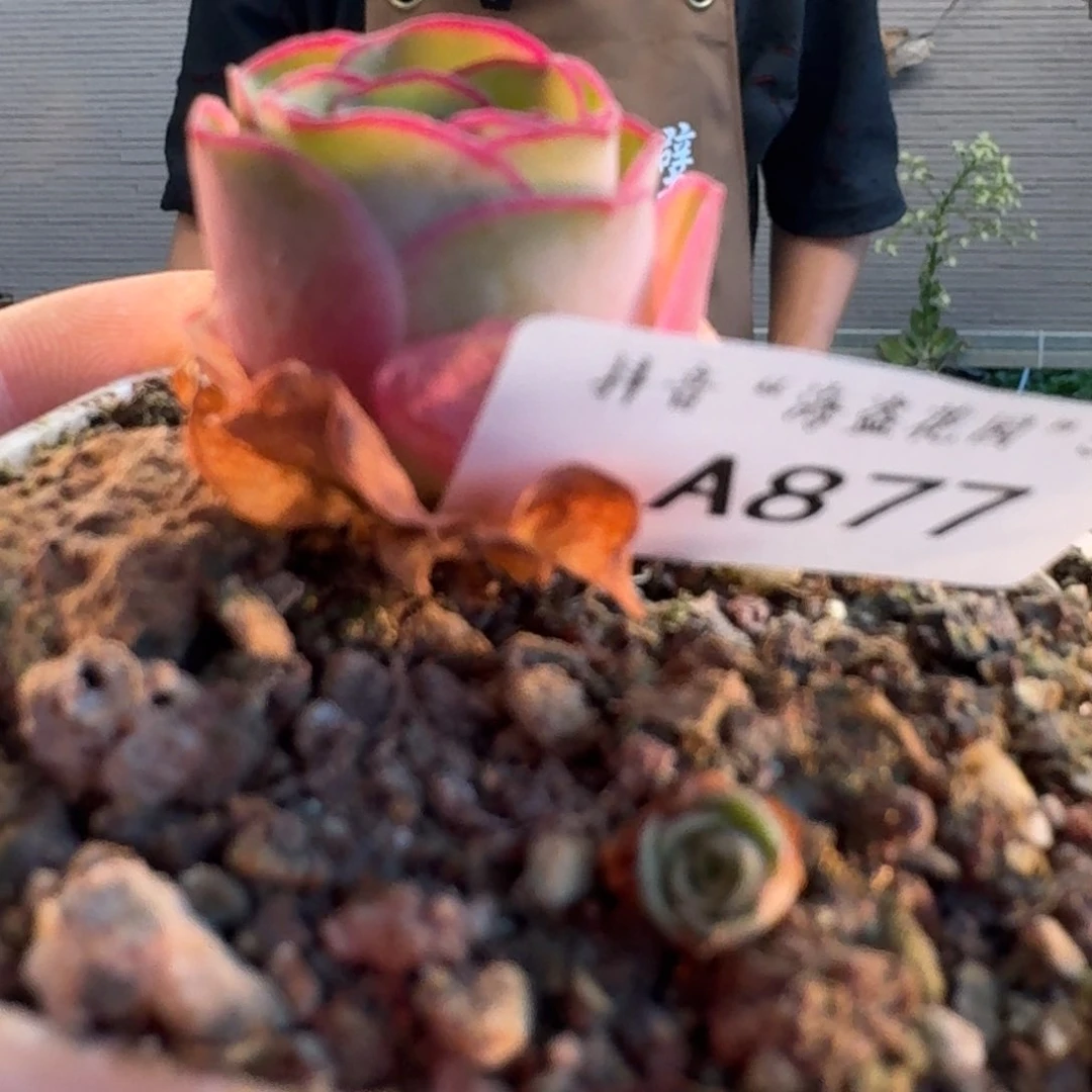 用****6A877 福袋链接福袋