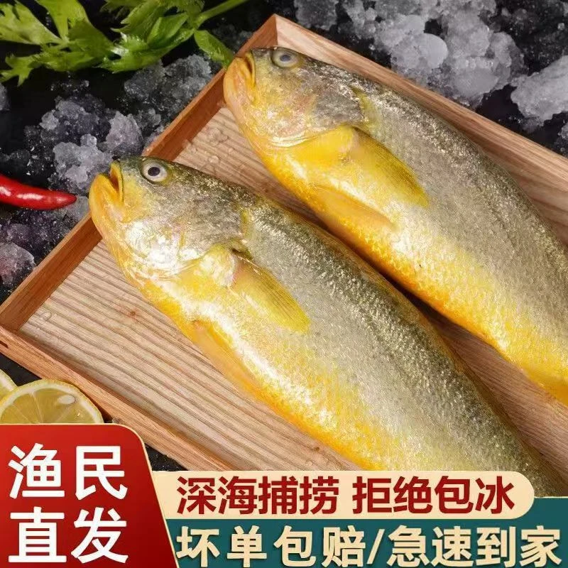 【3条】大黄鱼黄花鱼新鲜冰鲜单条1.2-1.4左右