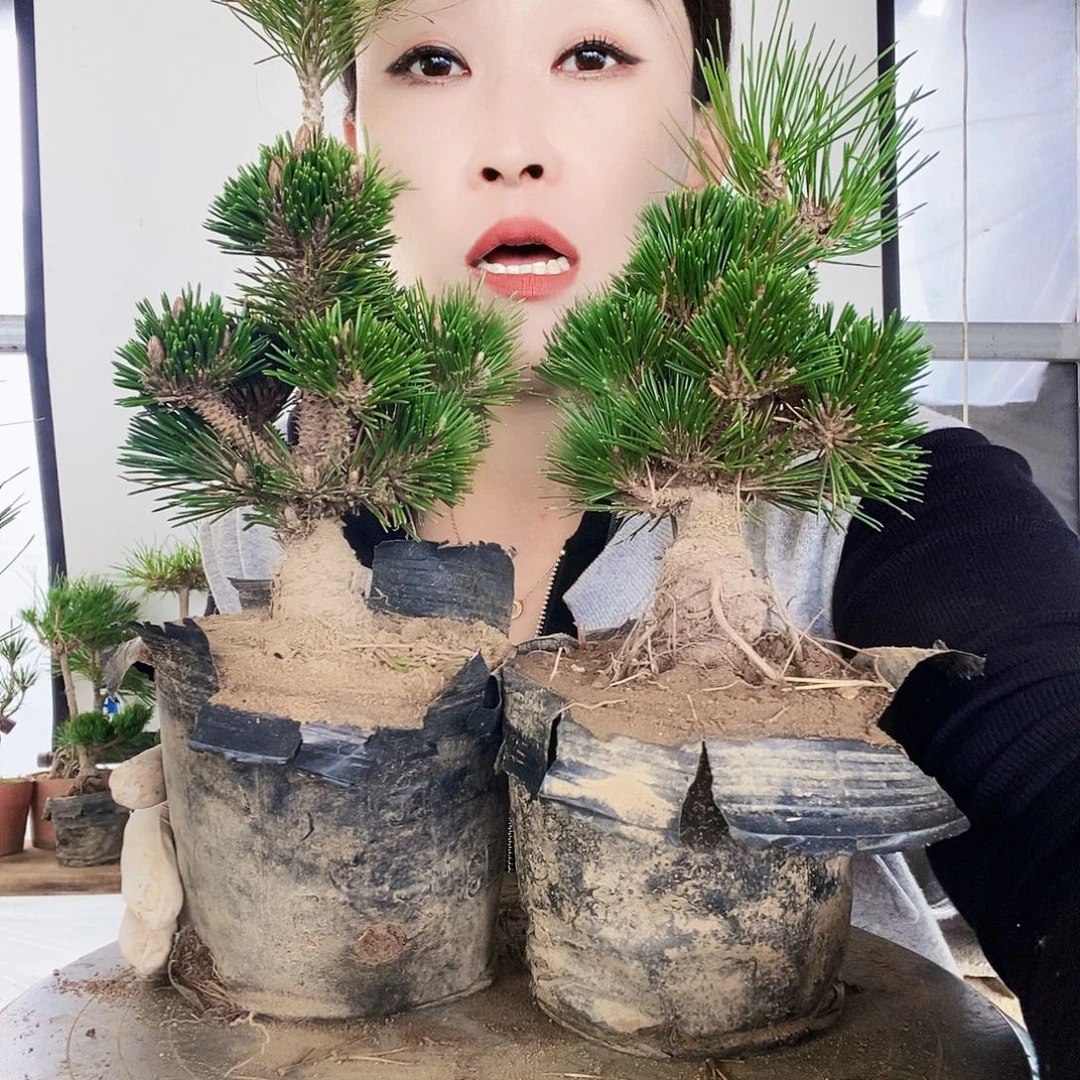 无花朵植物形态多年生草本