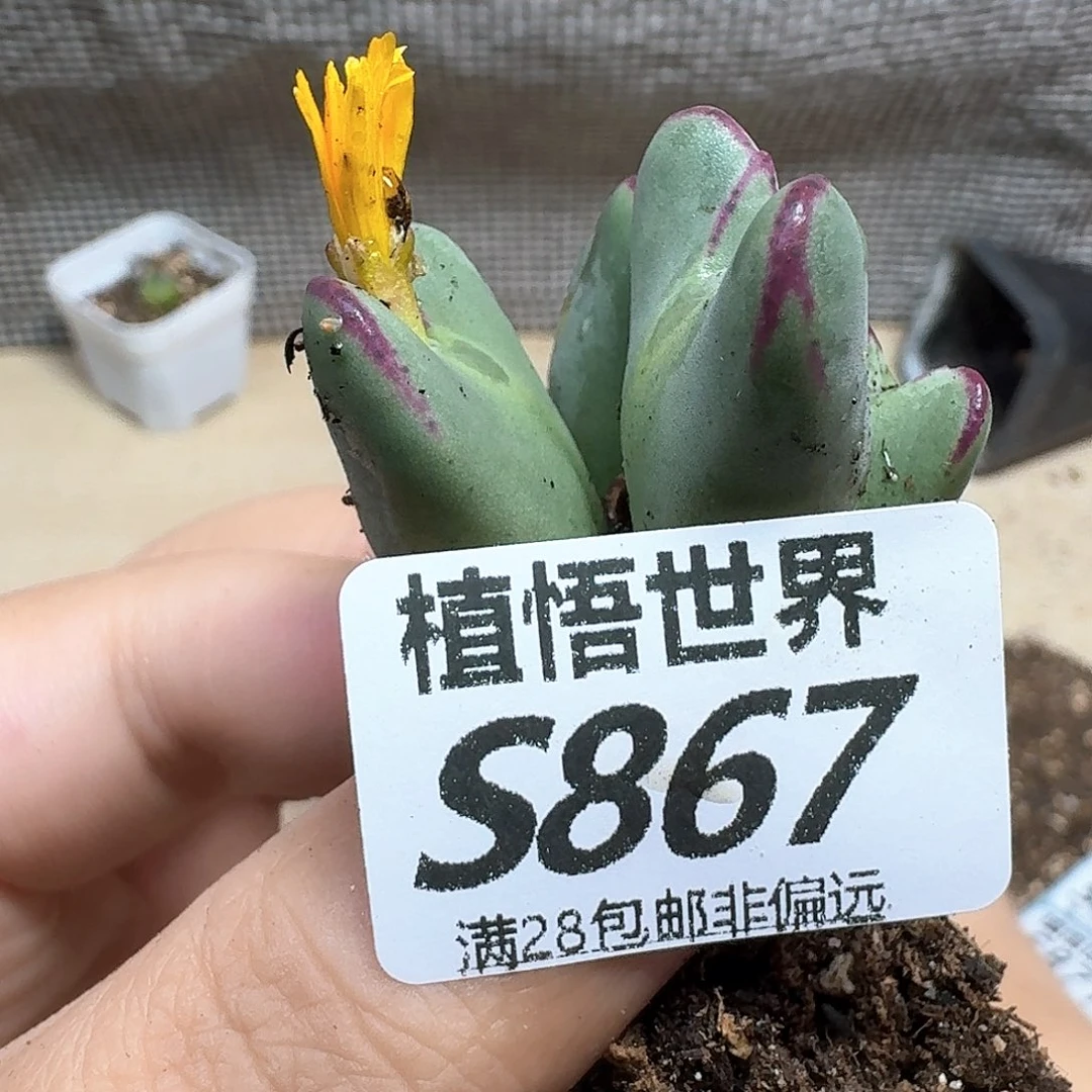 多肉植物的润泽fgb