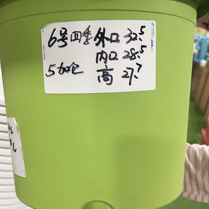 特价6号四季口32.5高27.7白色5只无托