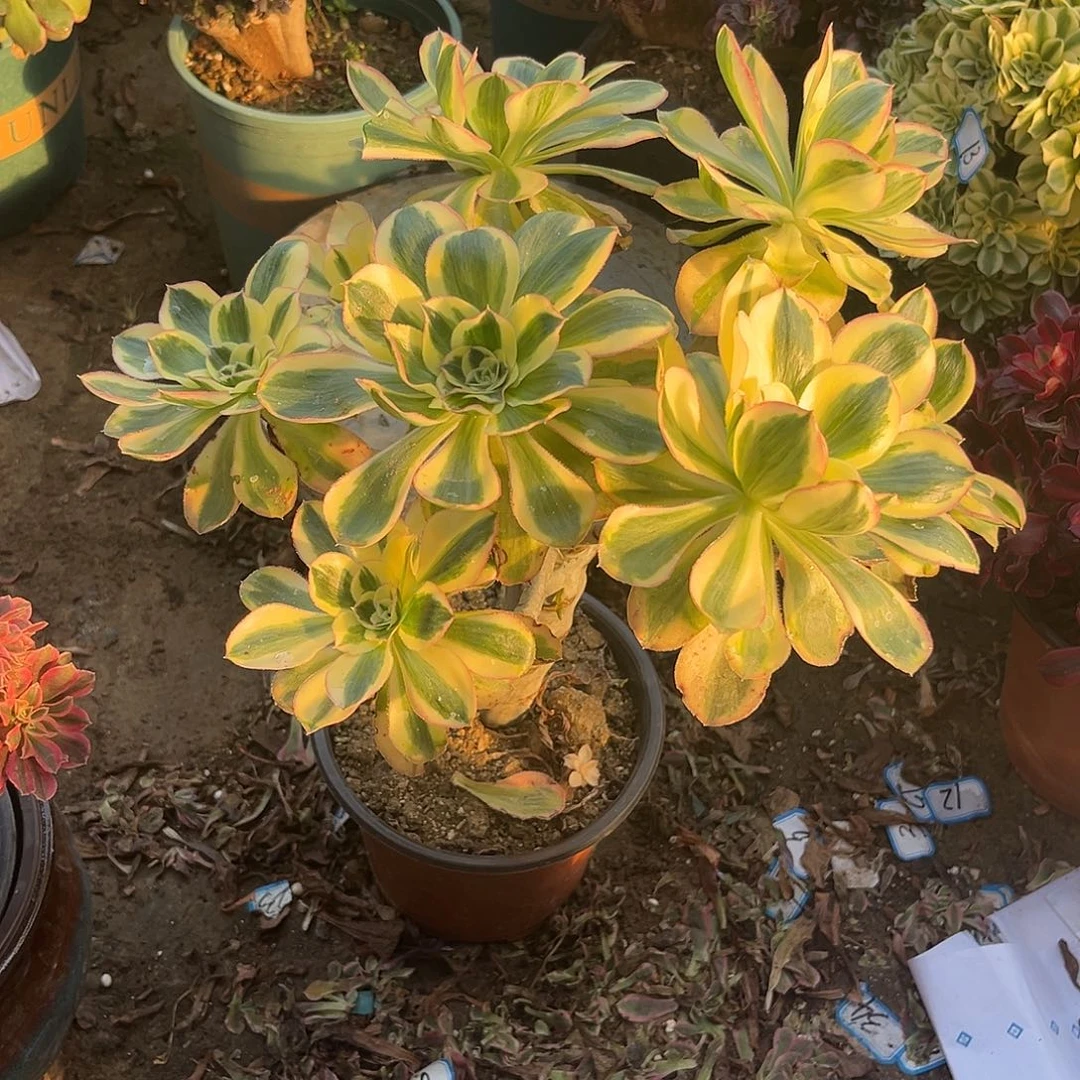 11燕姿无主头法师多肉植物