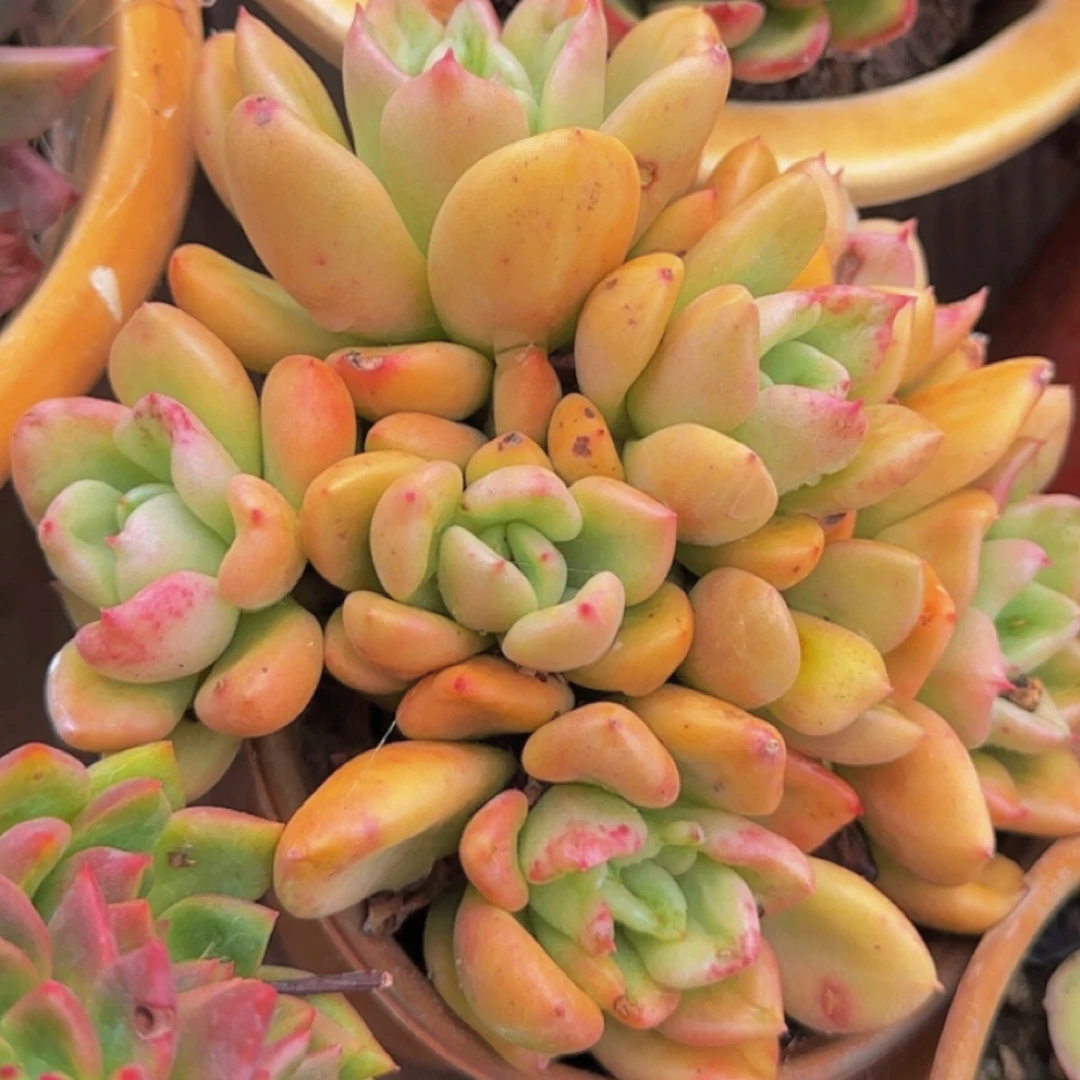 多肉植物奶油鳄梨群身（多样性发 绿植.花卉.盆栽.精品多肉 花草