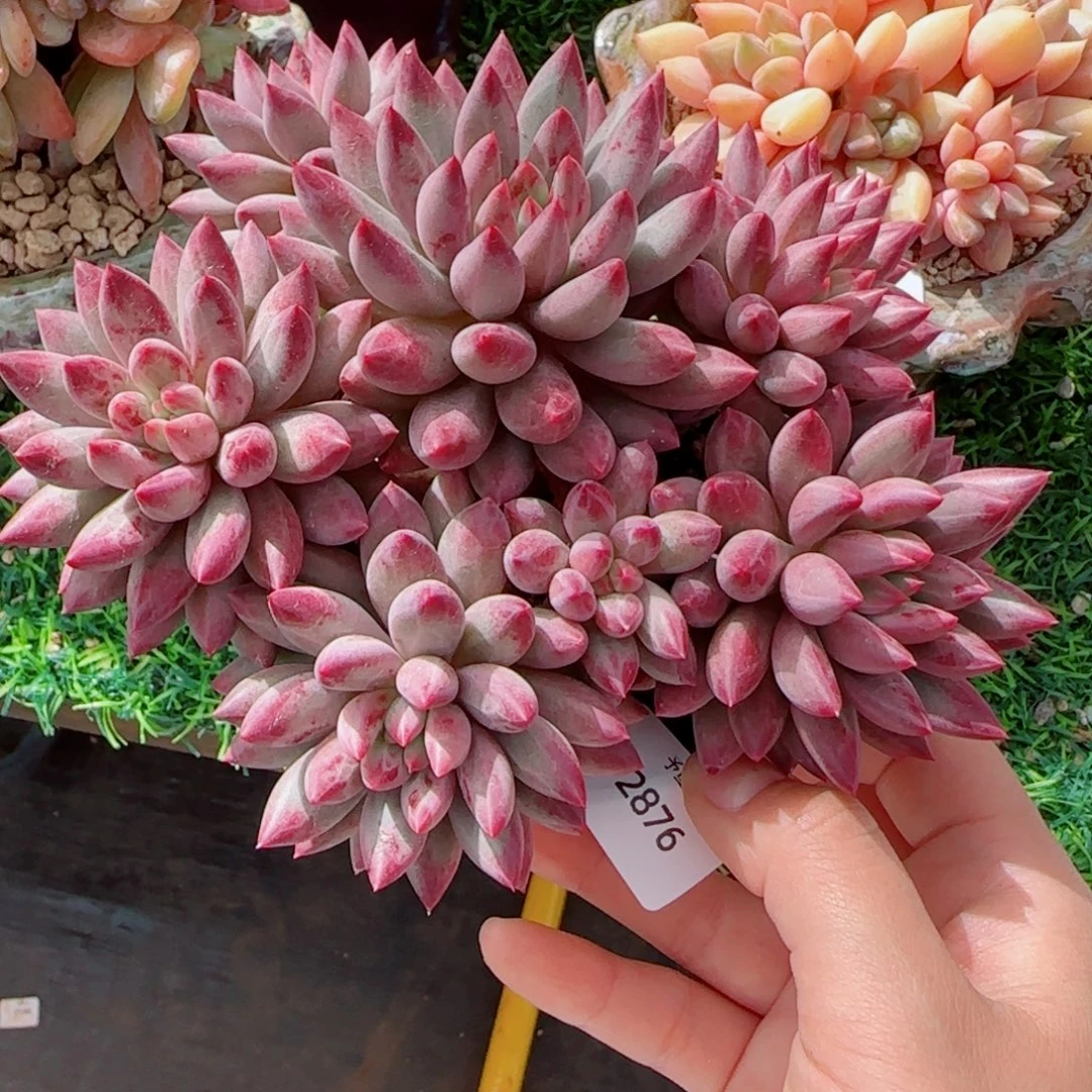 虞美人8头，2876多肉植物