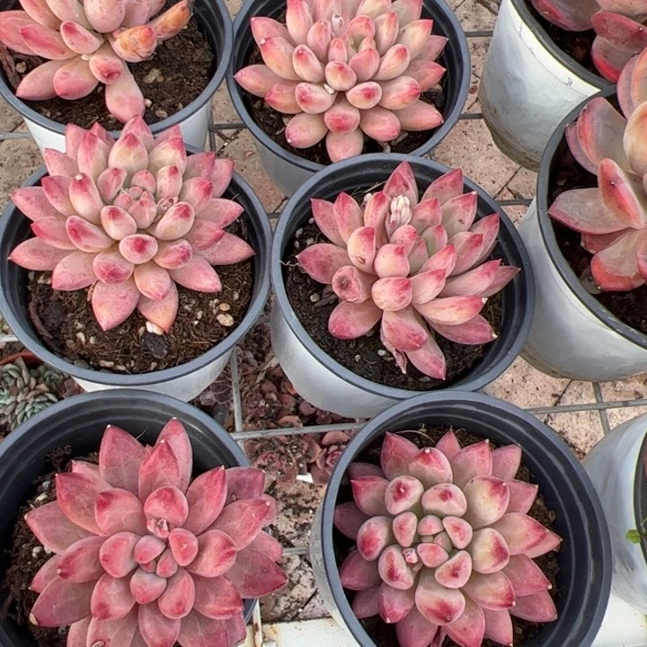 新疆包邮 红虞美人