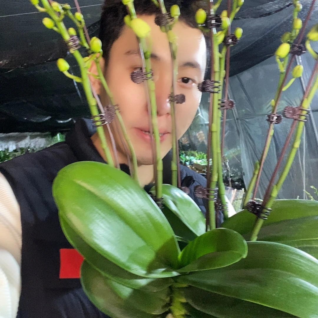 无花朵白天鹅5寸蝴蝶兰