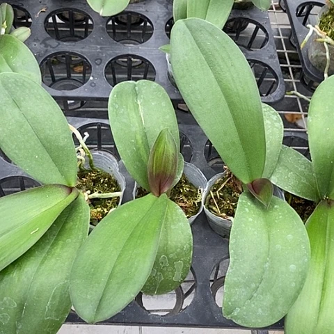 无花朵蝴蝶结叶片瑕疵处理品种随机发 满2颗发货