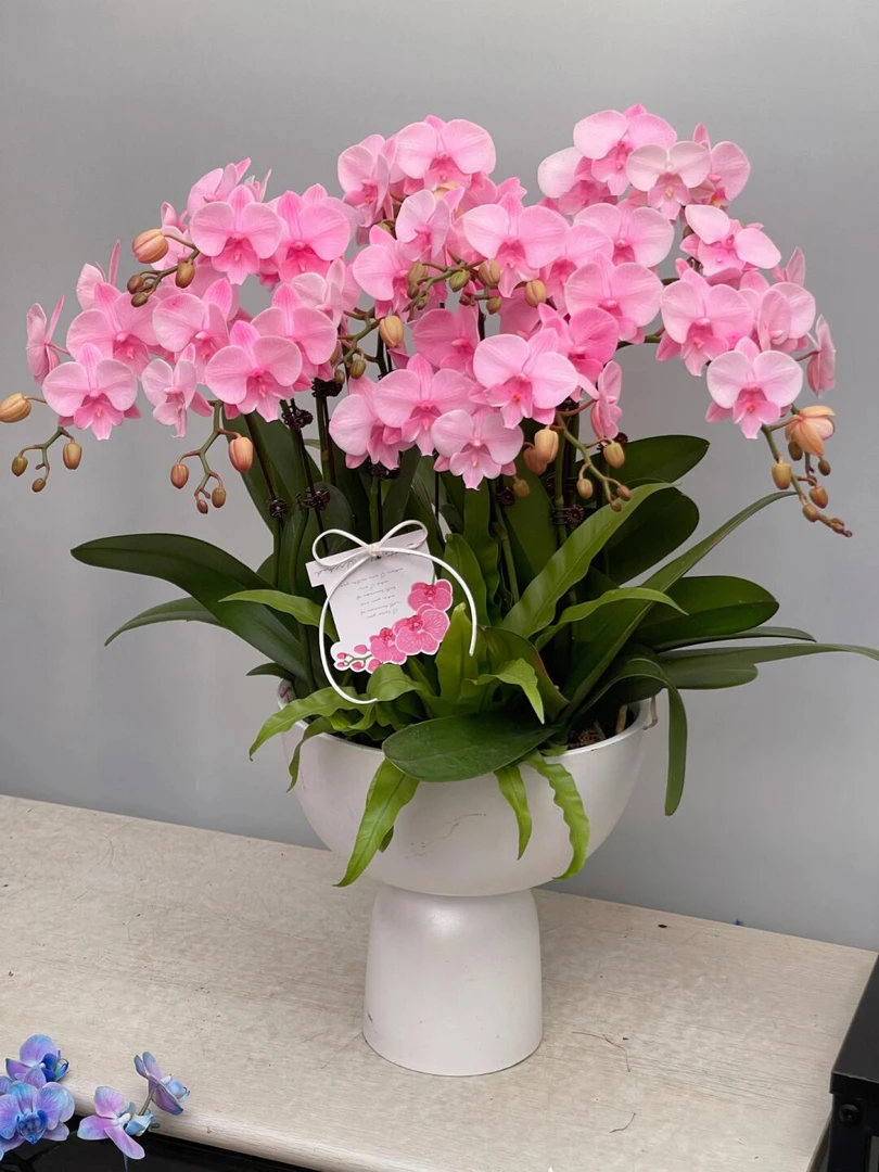 自带仙气【3个花剑马卡龙】蝴蝶兰花期能开6-7个月左右