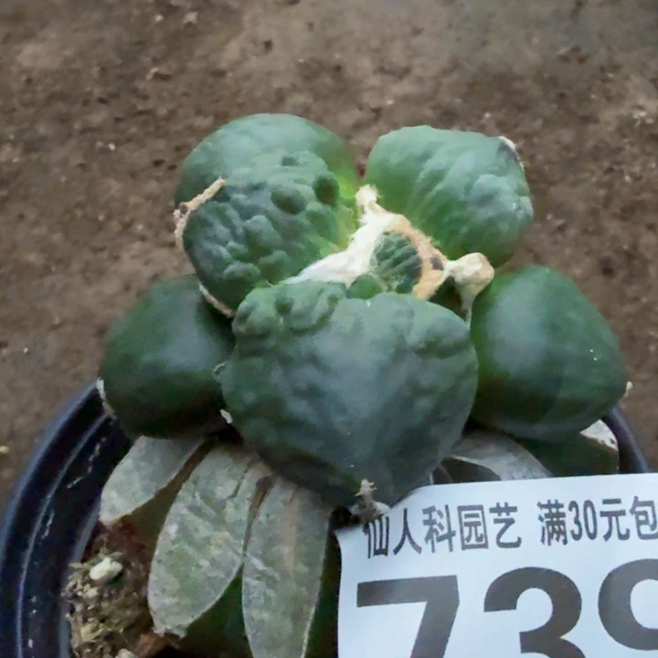 无花朵739栗源蛋怒牡丹西一