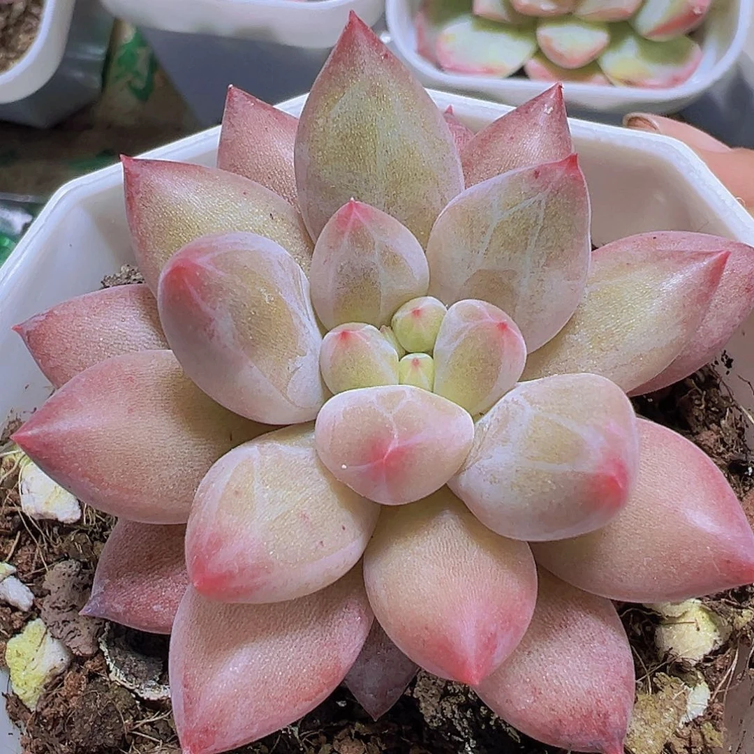 水晶球19包邮多肉植物