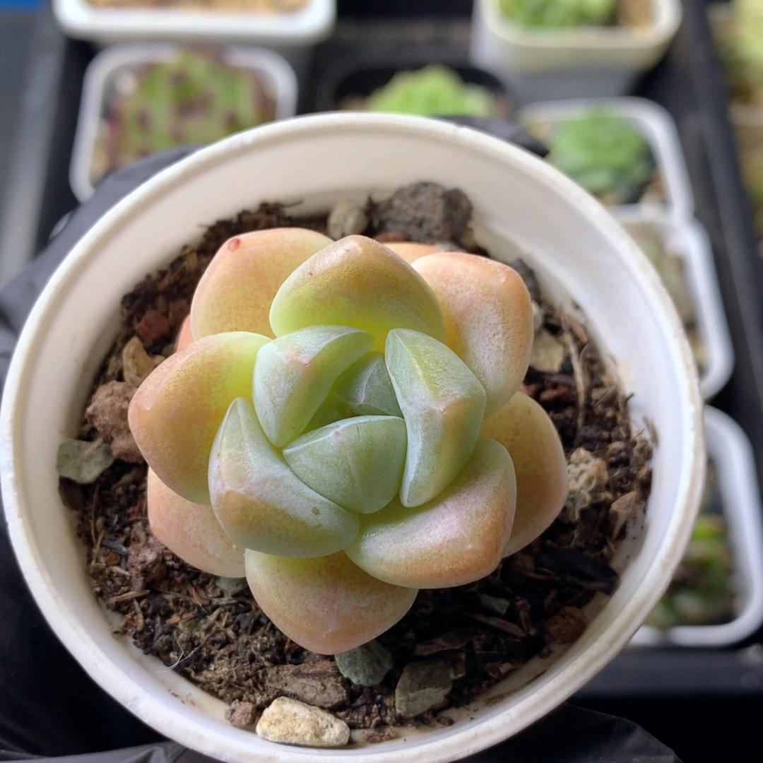 58包邮  群生不包整 36