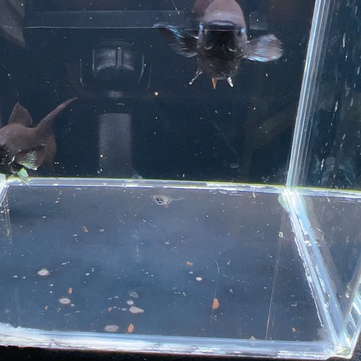 精品越系原线电镀玛丽球2母1公