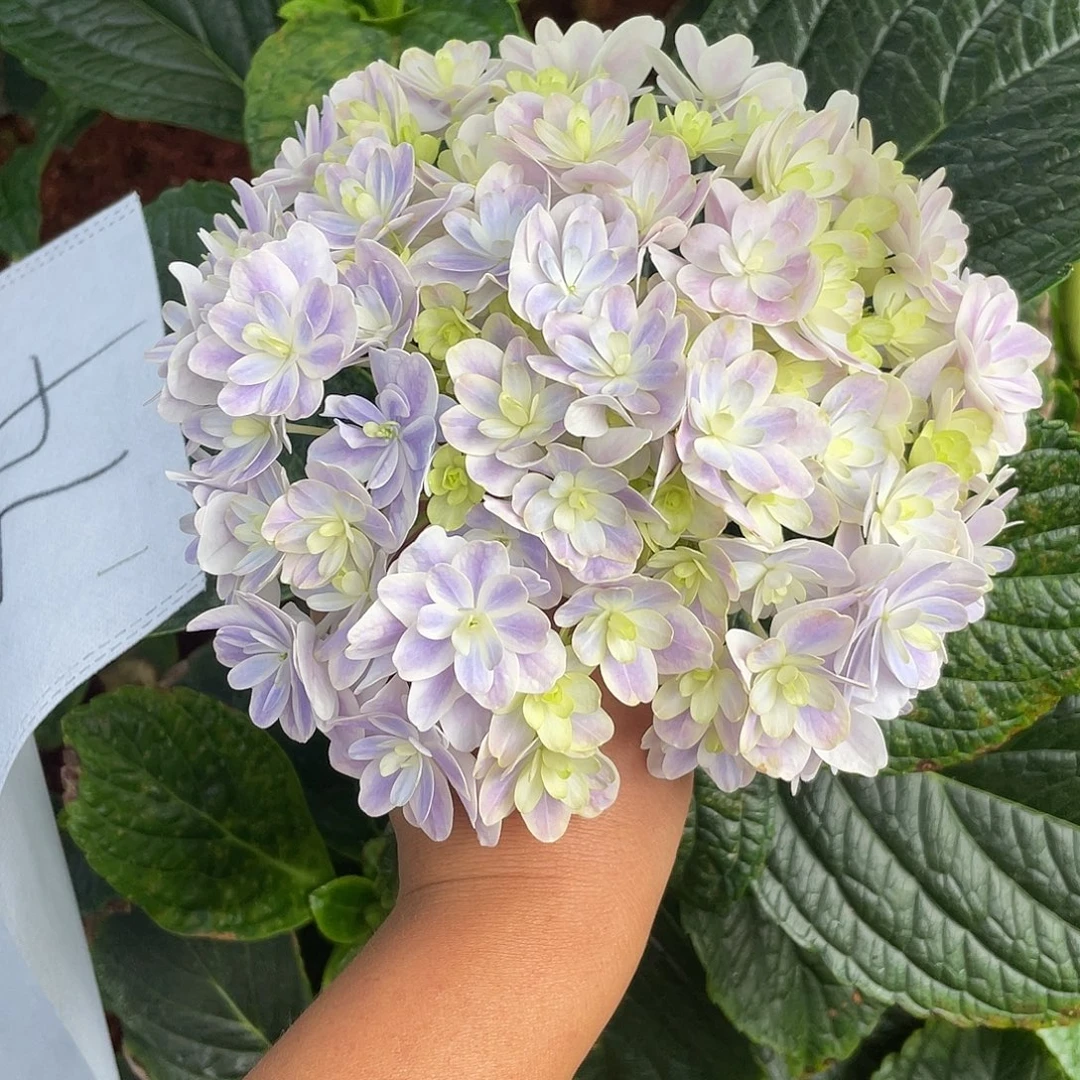 绣球切花一物一拍3枝起包邮，74