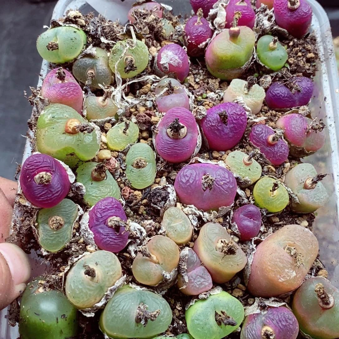 随*°我的小姐姐们都是我的845