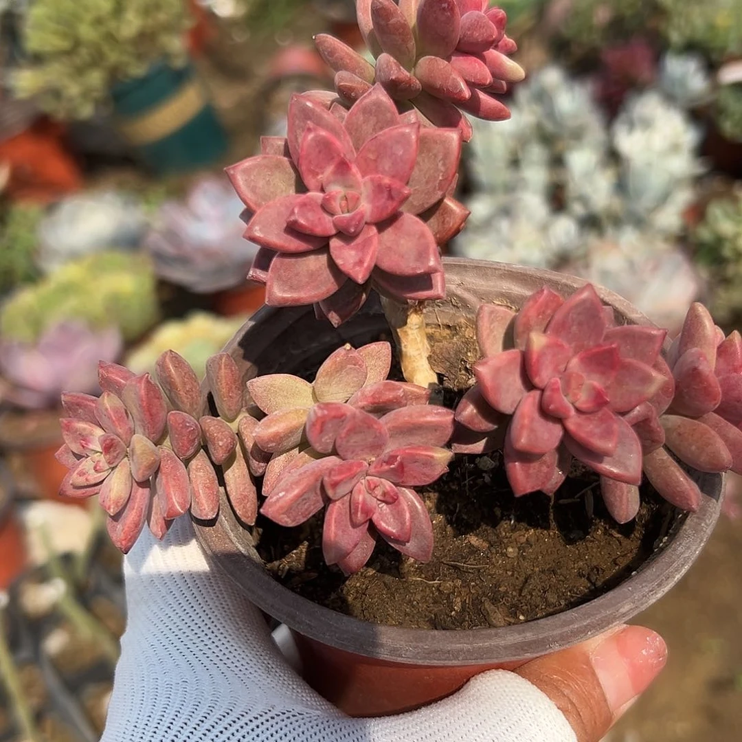 多肉植物多肉植物