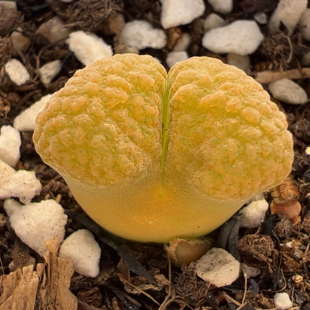 118多肉植物百科
