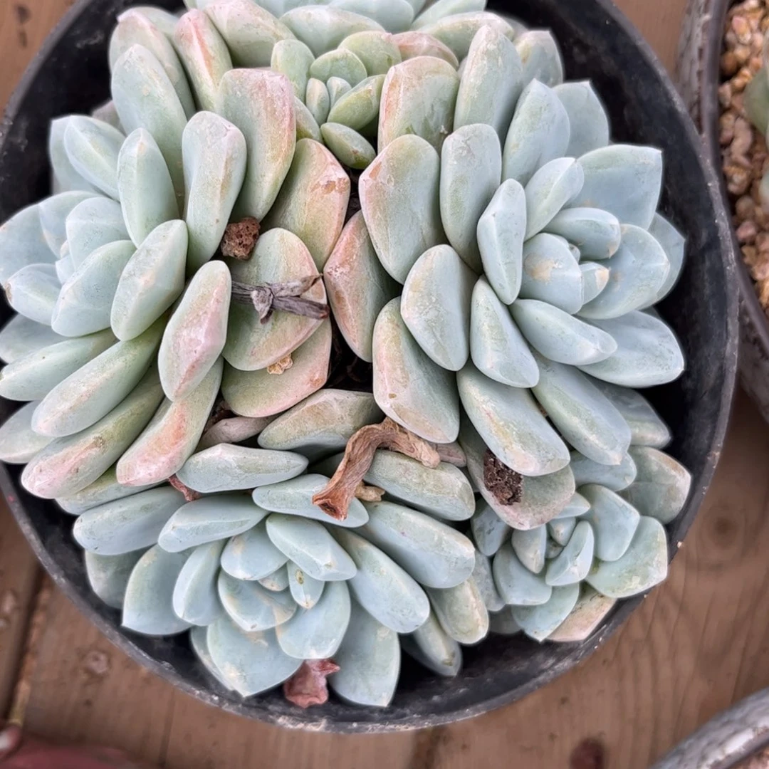 新疆西藏内蒙不包邮，冰玉