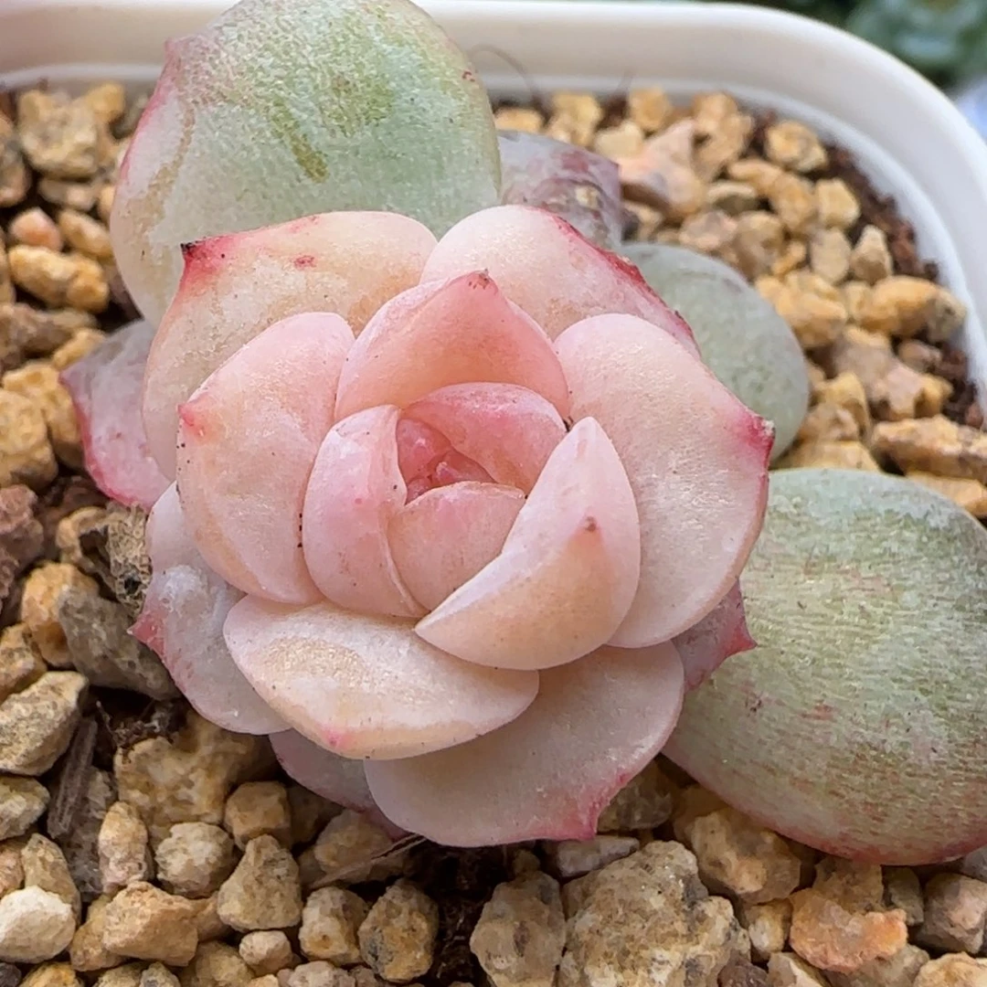 快****【满29包邮非偏远】804