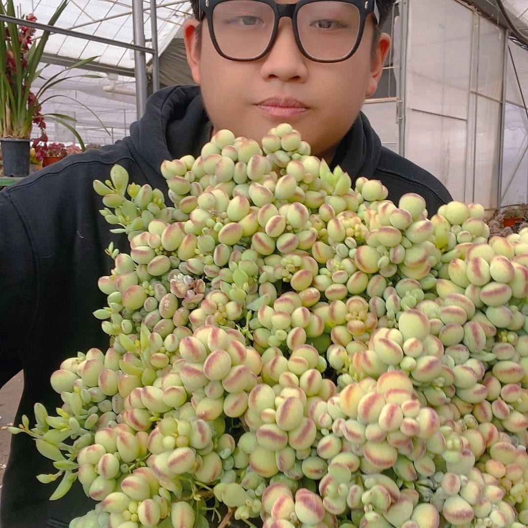 超大号巨无霸达摩福娘带盆土特价