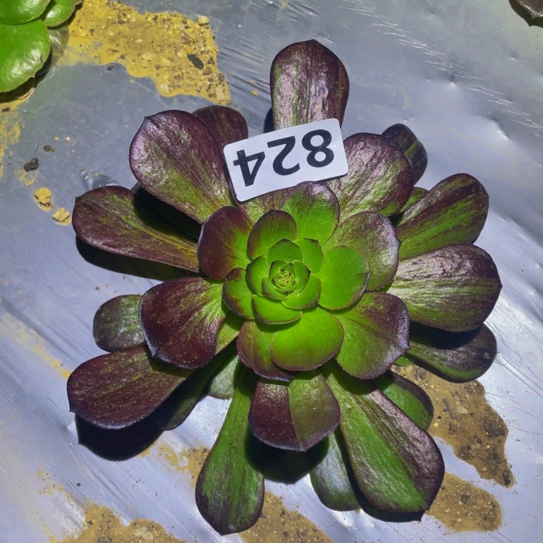 墨染多肉植物多肉824