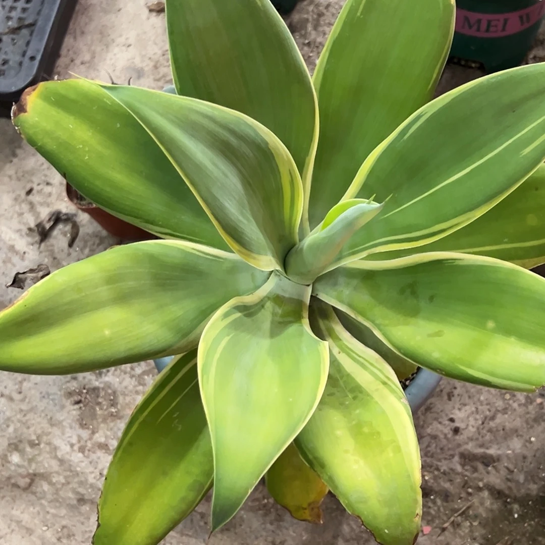 狐尾腹轮大老桩植物