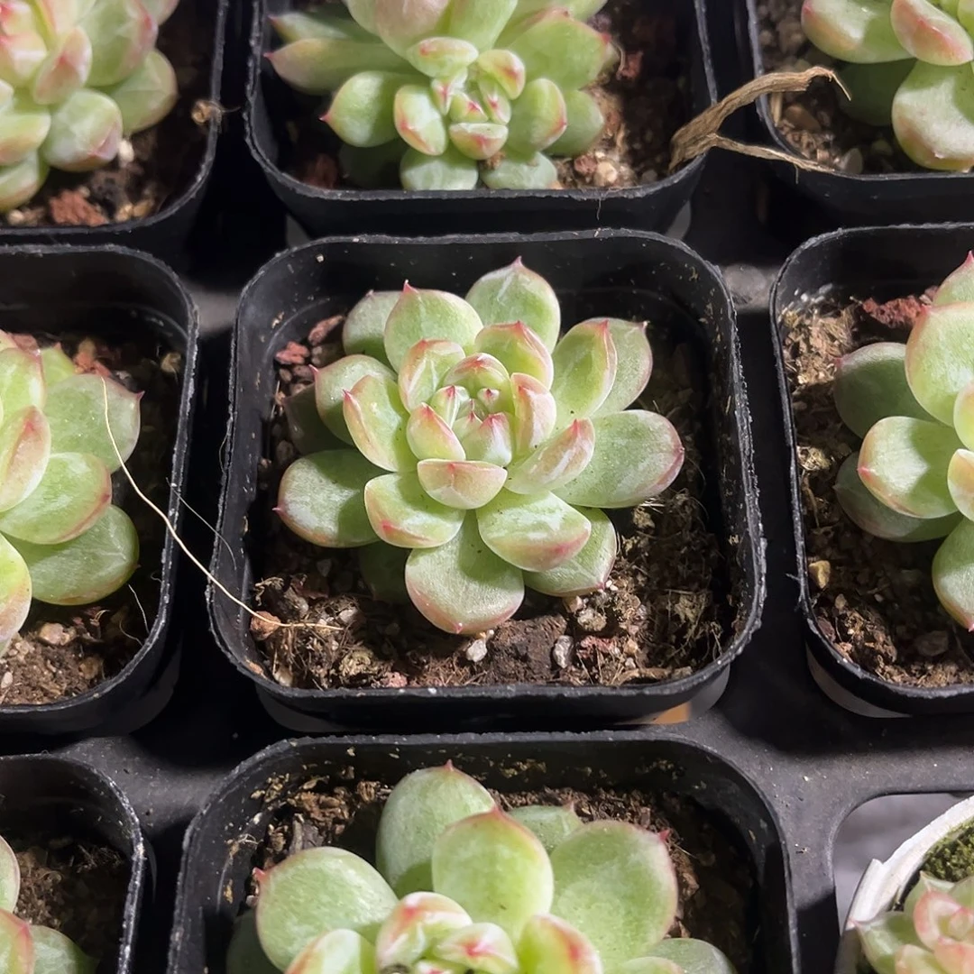 雪花珍妮精品多肉植物