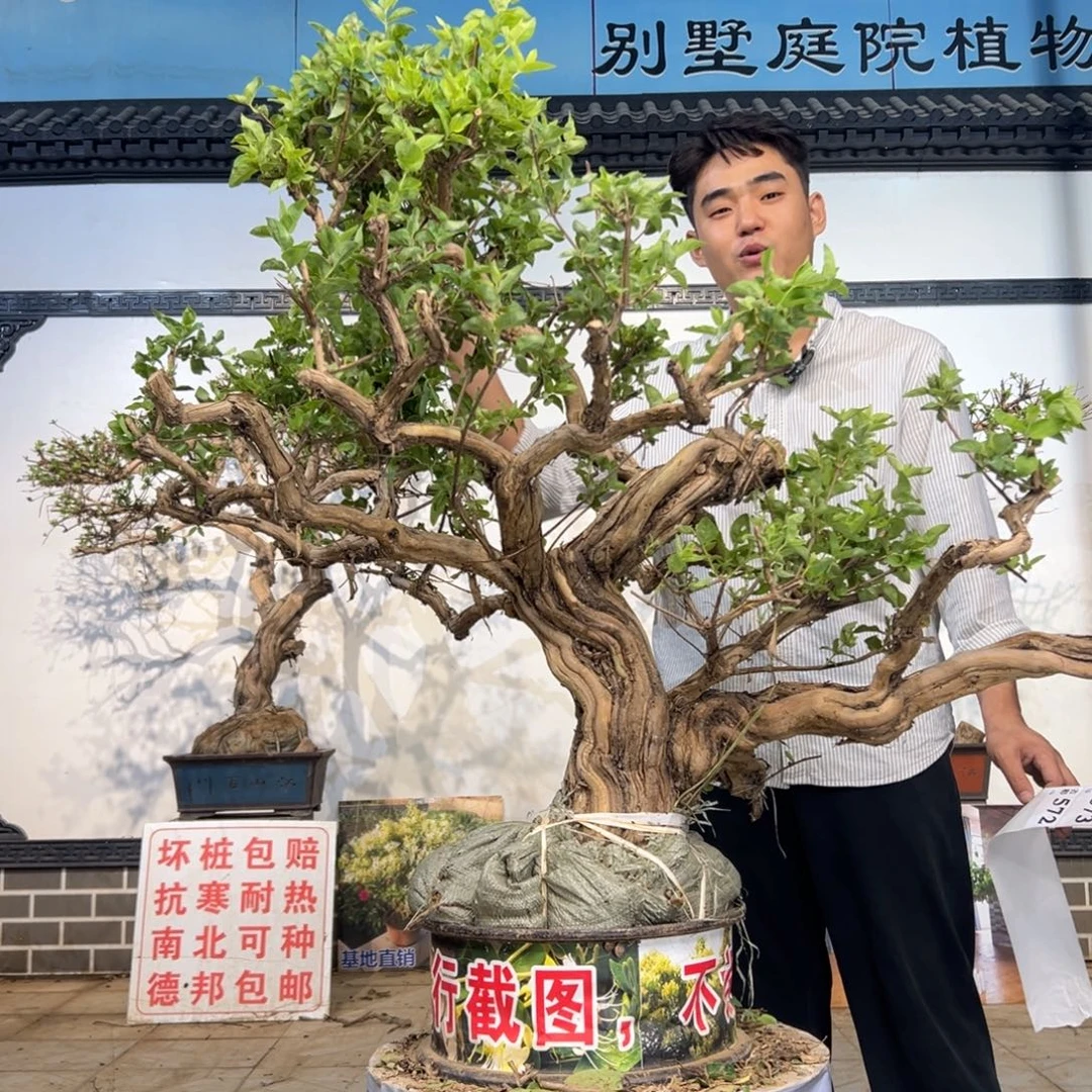 无花朵金银花开12664458888