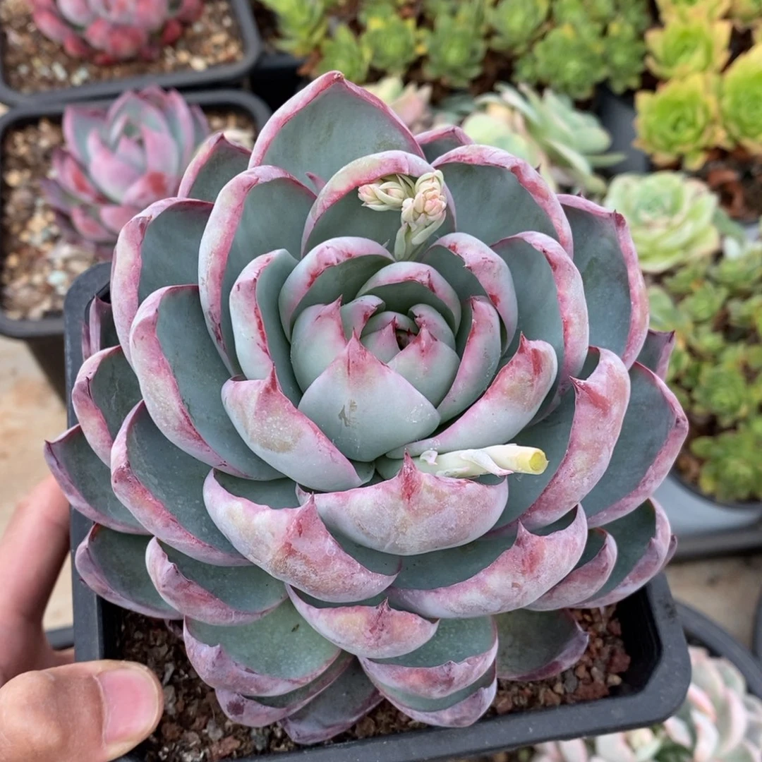 惊鸿仙子多肉植物