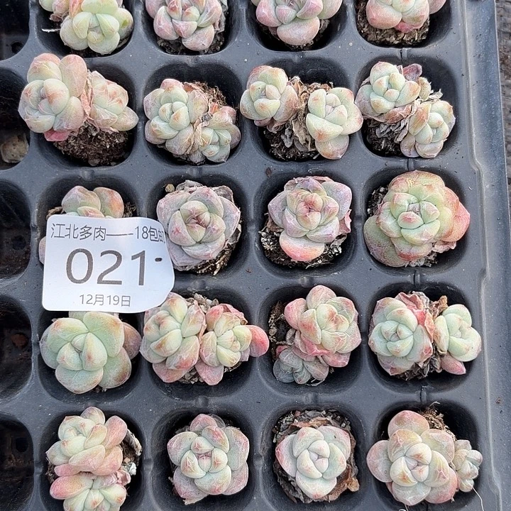 21 号到手1框一物一拍