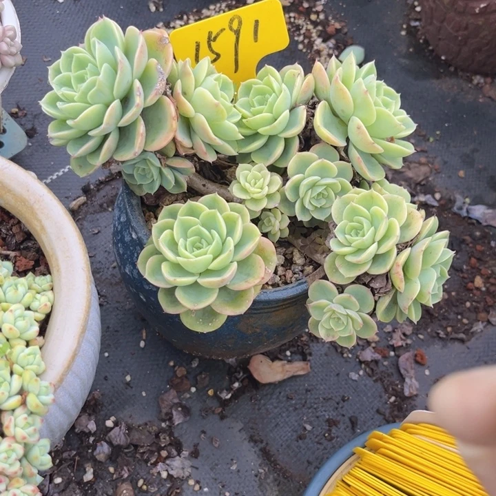 1591 0000000000000000