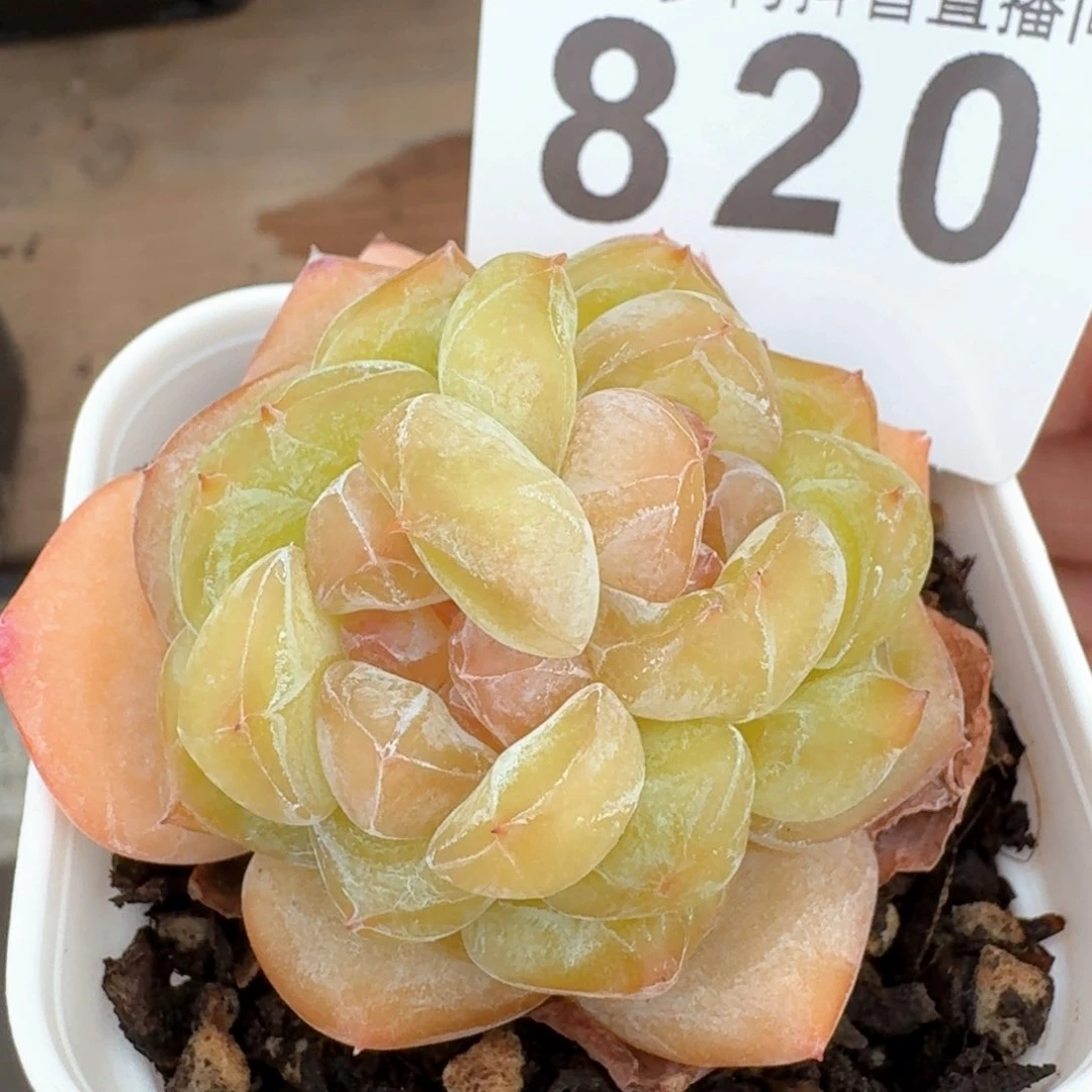 福利珍妮         多肉植物